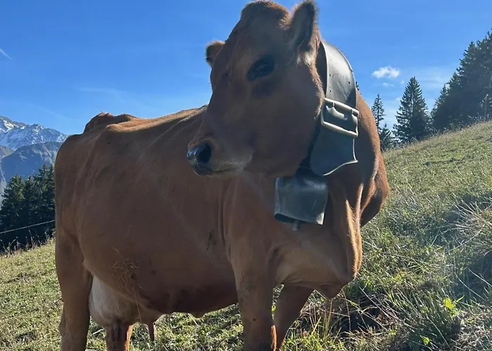 Des Pistes Межев